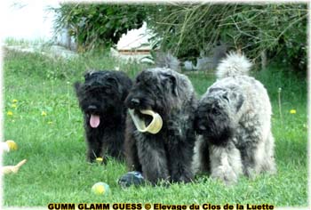 bouvier des flandres photo chiot - Elevage Clos Luette -  COPYRIGHT DEPOSE